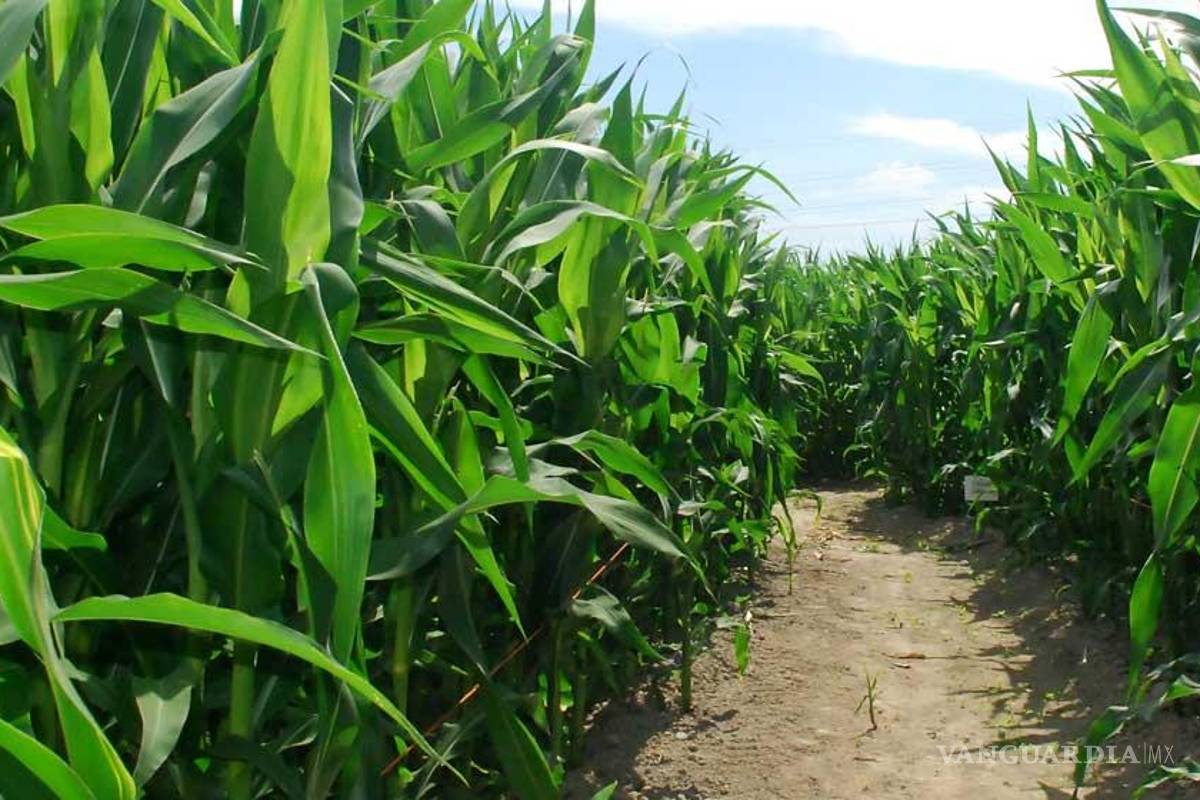 Sagarpa fomentará seguridad alimentaria y alianzas con AL y China