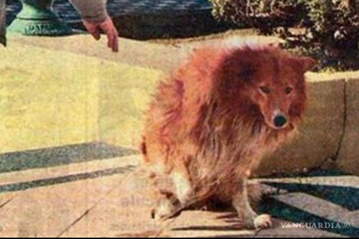 Muere Collie, el perro que vivió nueve años al lado de la tumba de su amo en Argentina