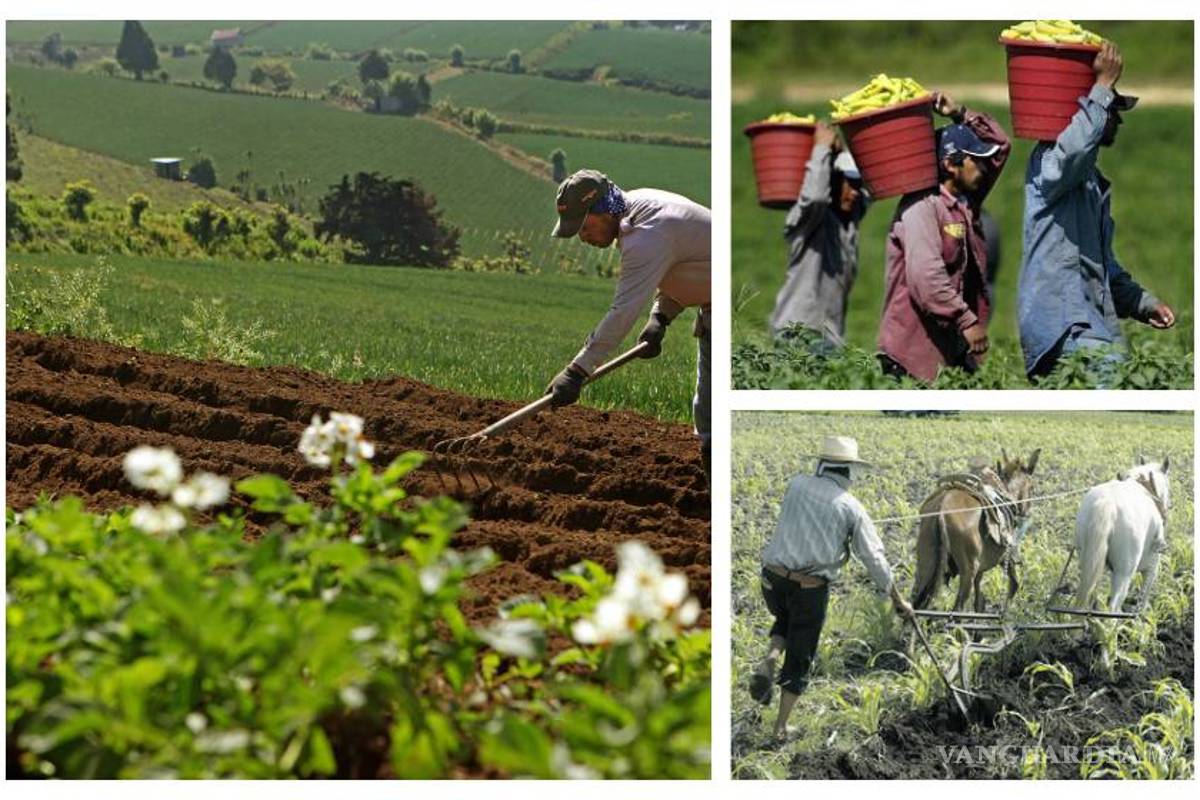 Actividad agrícola en Latinoamérica crecerá entre 2015-2024, dicen FAO y OCDE