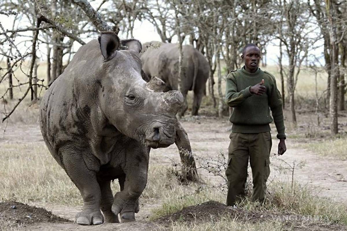 Rinoceronte blanco: seis ejemplares en el mundo al borde de la extinción