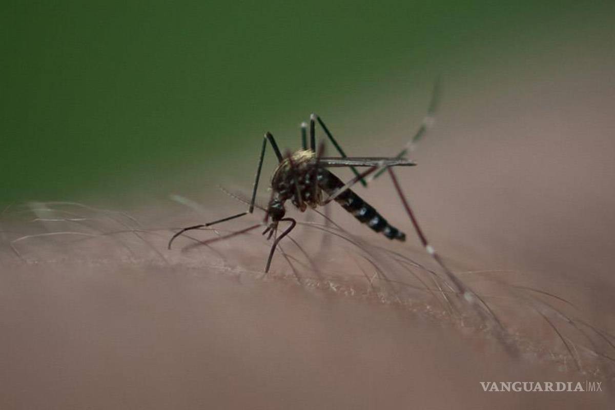 Secretaría de Salud reporta 25 casos de Chikungunya