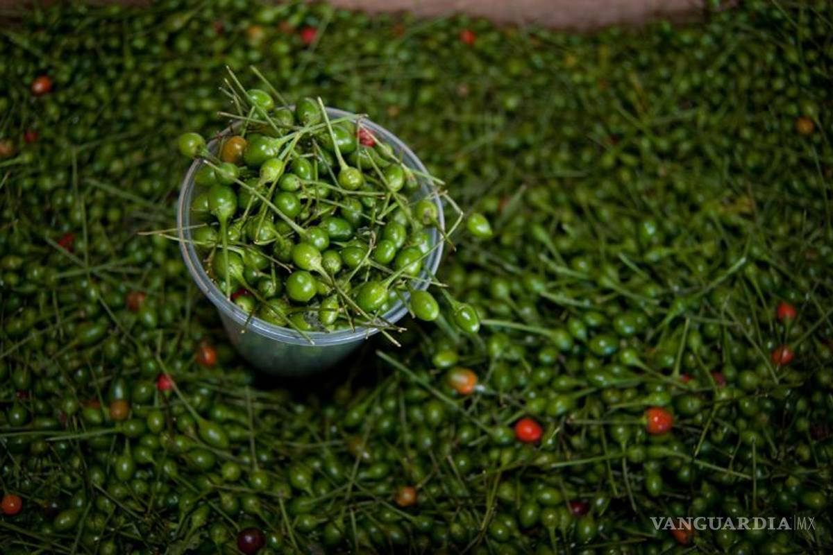 Productores domestican al chile de monte; van a la conquista del mercado
