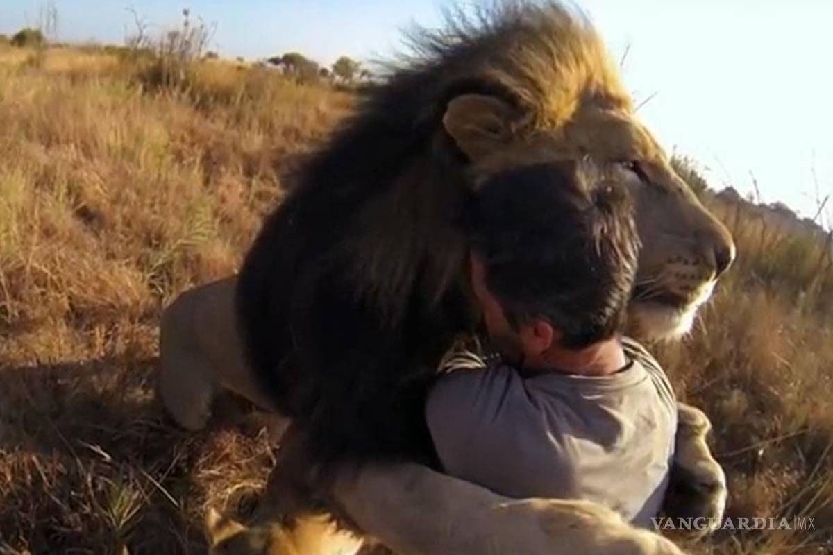 Sin temor, se abraza y juega con leones salvajes (video)