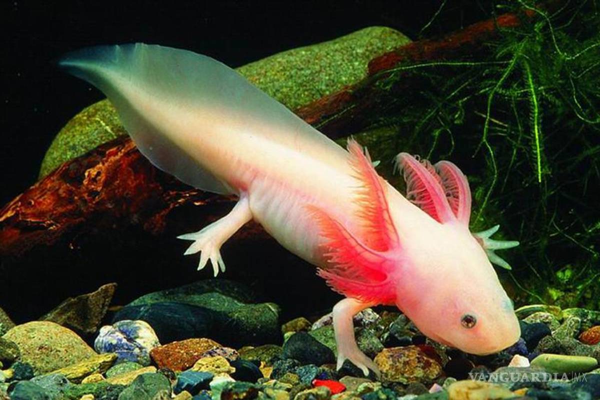 En México, el ajolote a punto de desaparecer