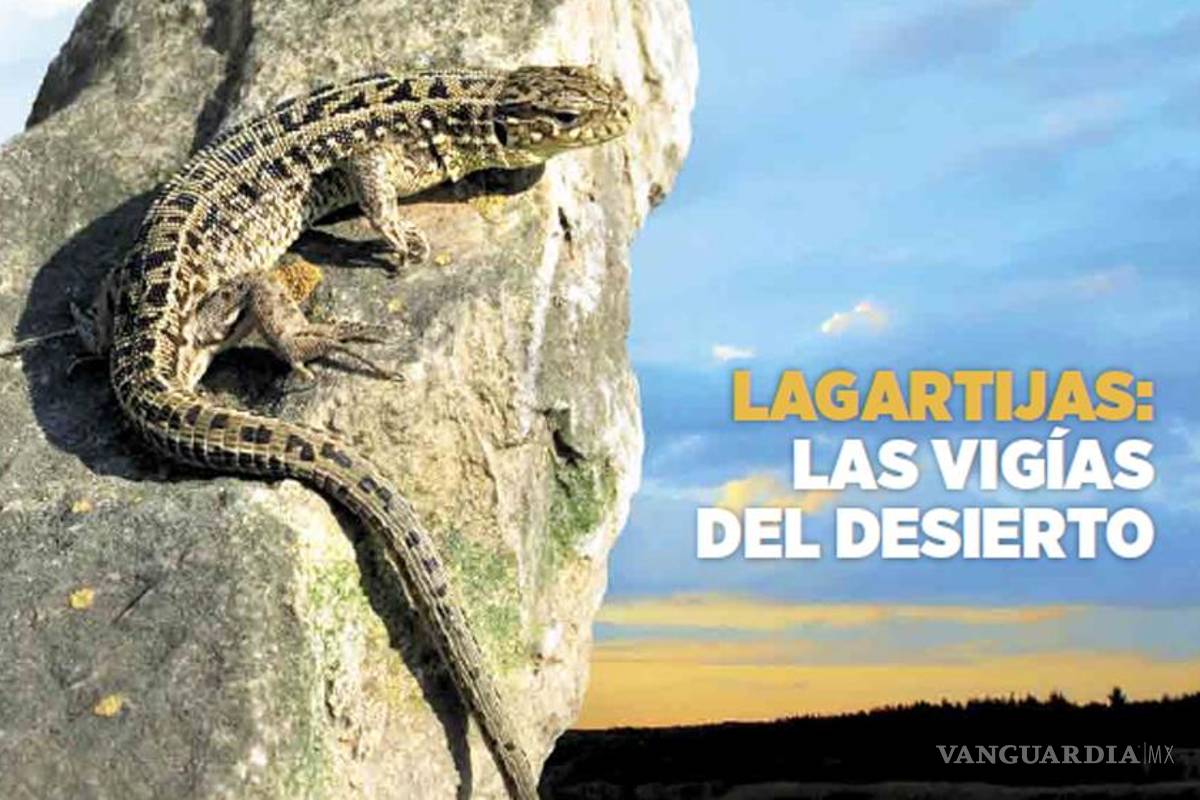 Lagartijas: Las vigías del desierto