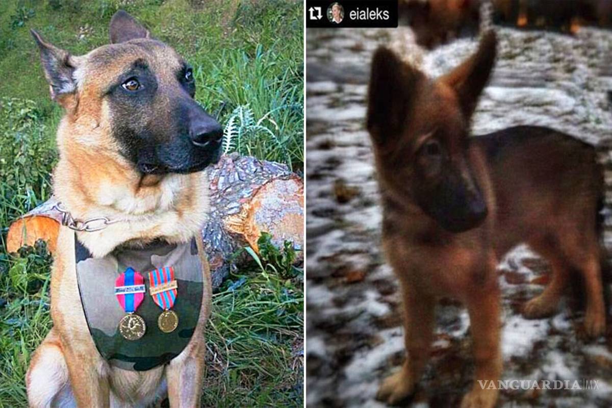 Putin regala cachorra a Francia tras muerte de 'Diesel'