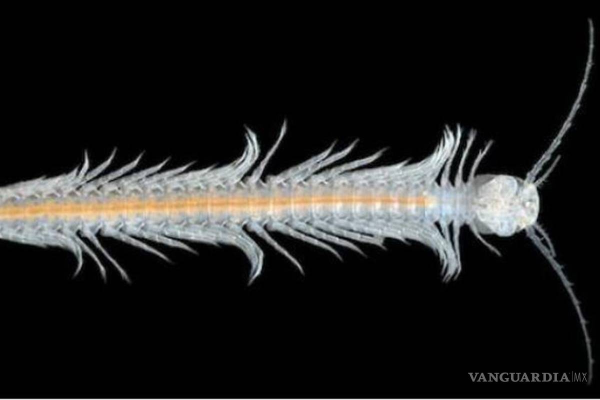 En México hallan el único crustáceo venenoso en el mundo