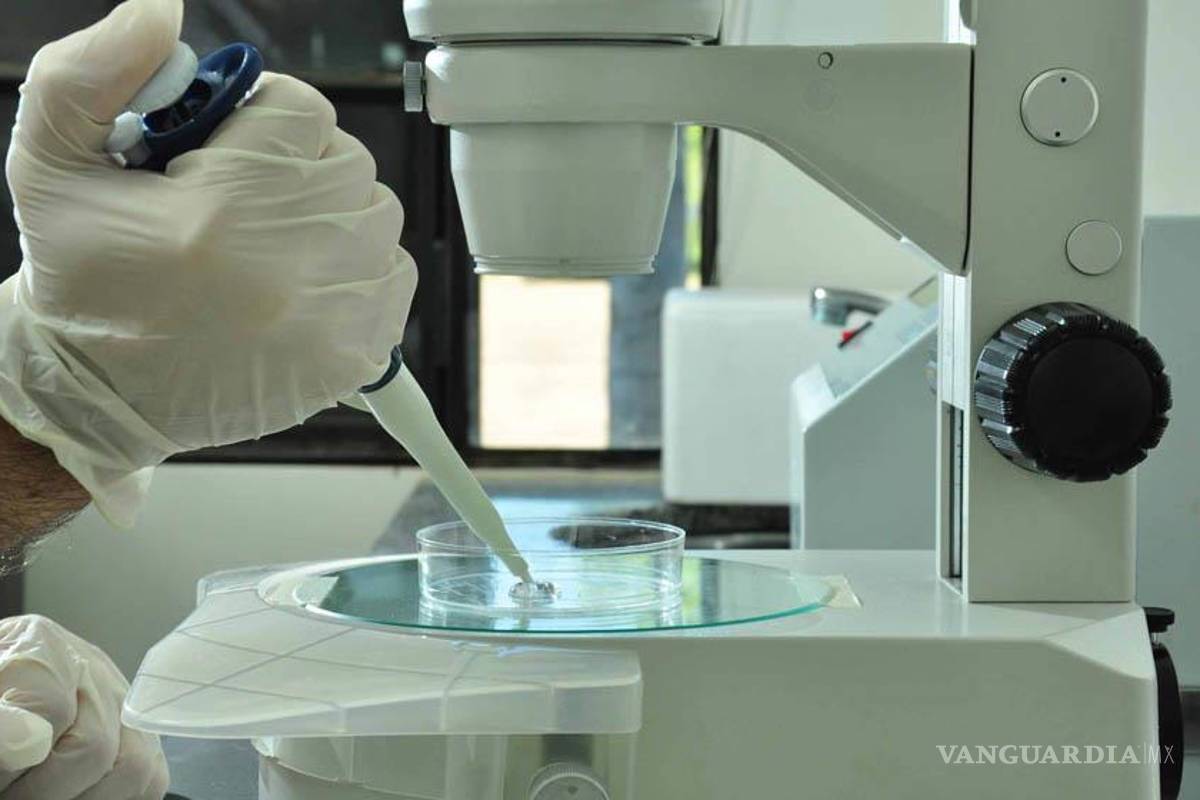 Polémica científica: Chinos modificaron embriones humanos