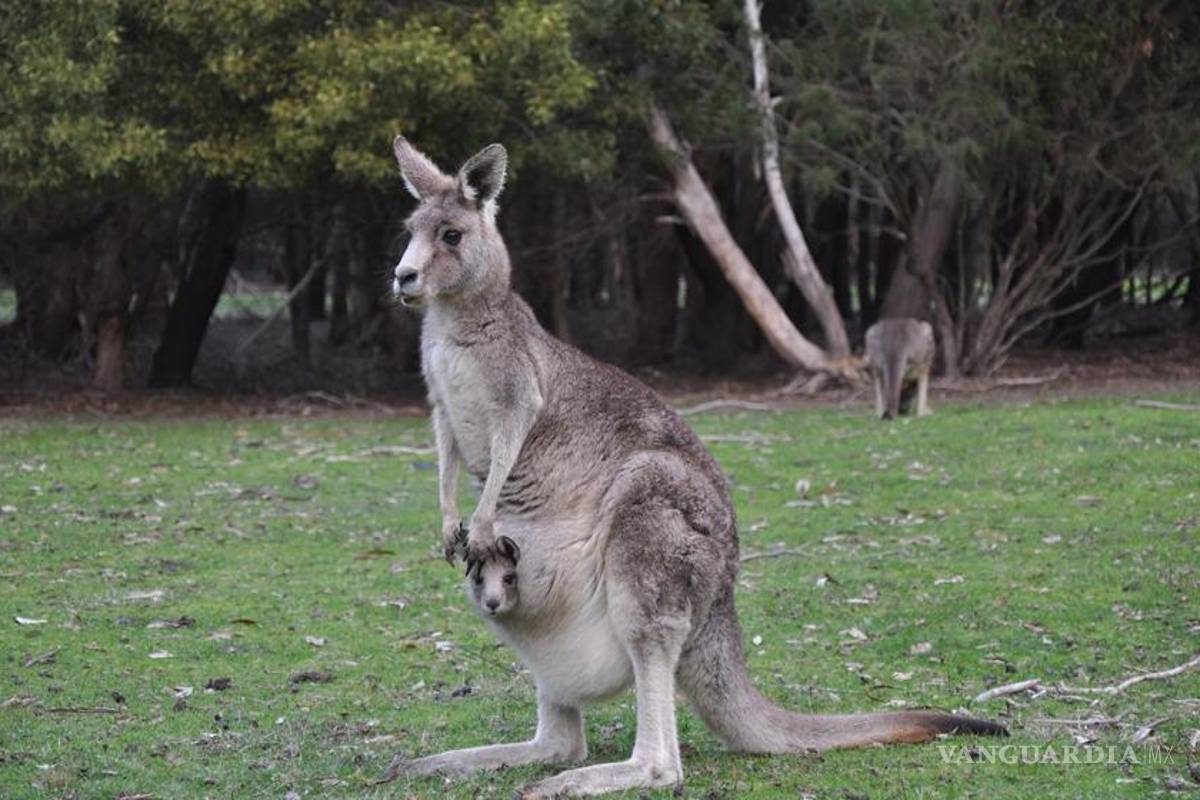 Canguros usan la cola como una poderosa extremidad