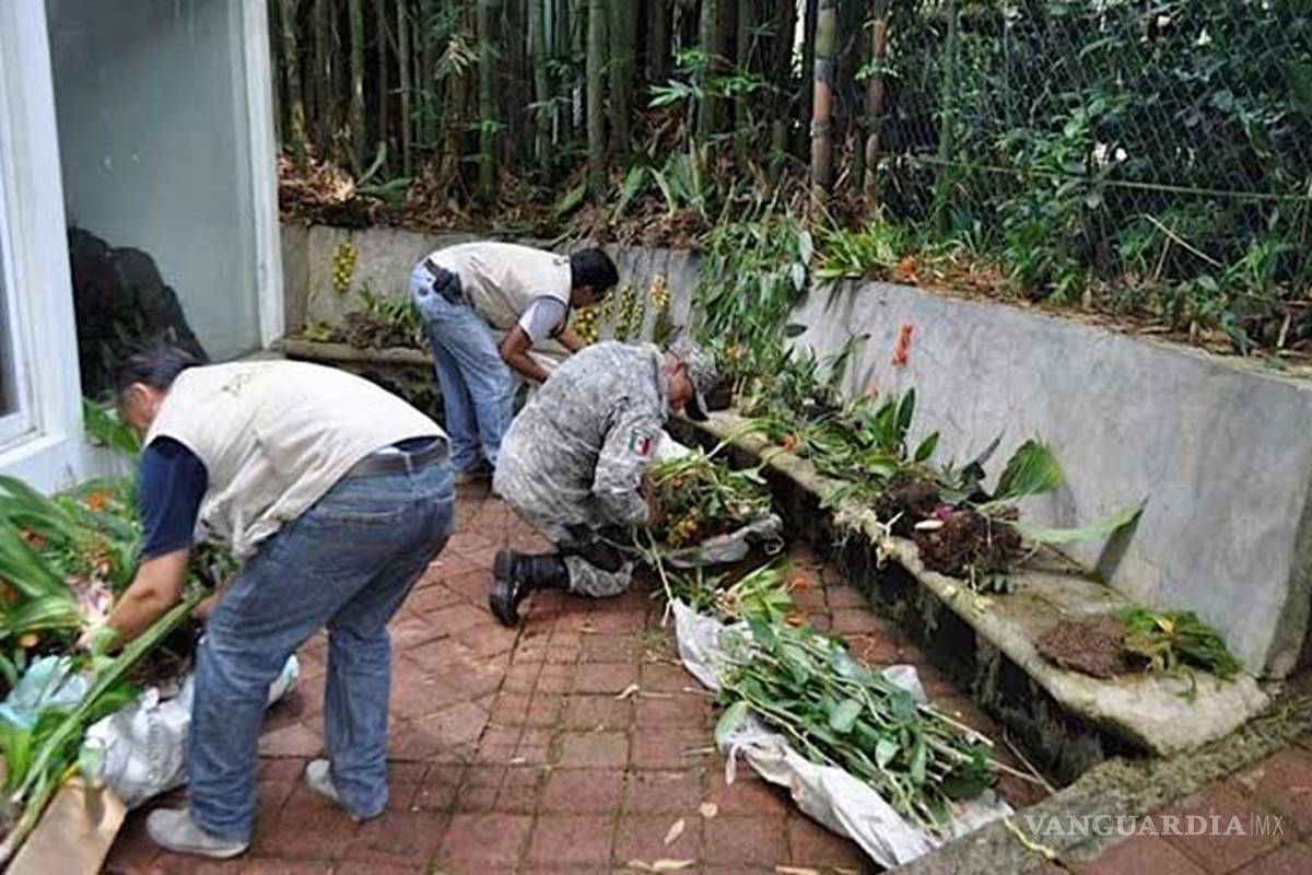 Aseguran en Veracruz 450 orquídeas por tráfico de especies