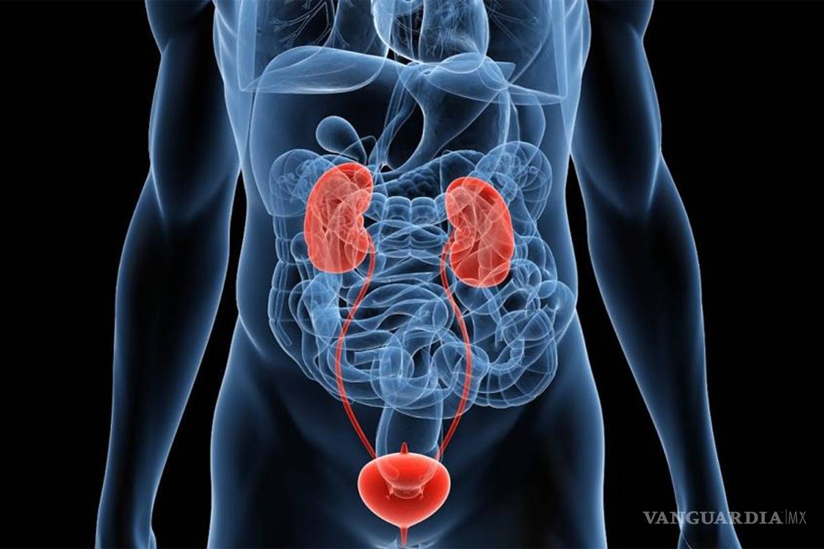 ¿Cuánto cuesta un riñón humano?