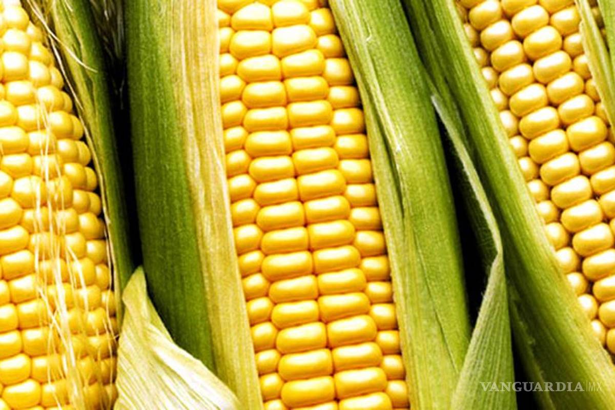 Con el maíz QPM, el actual gobierno puede nutrir a los más pobres: investigador