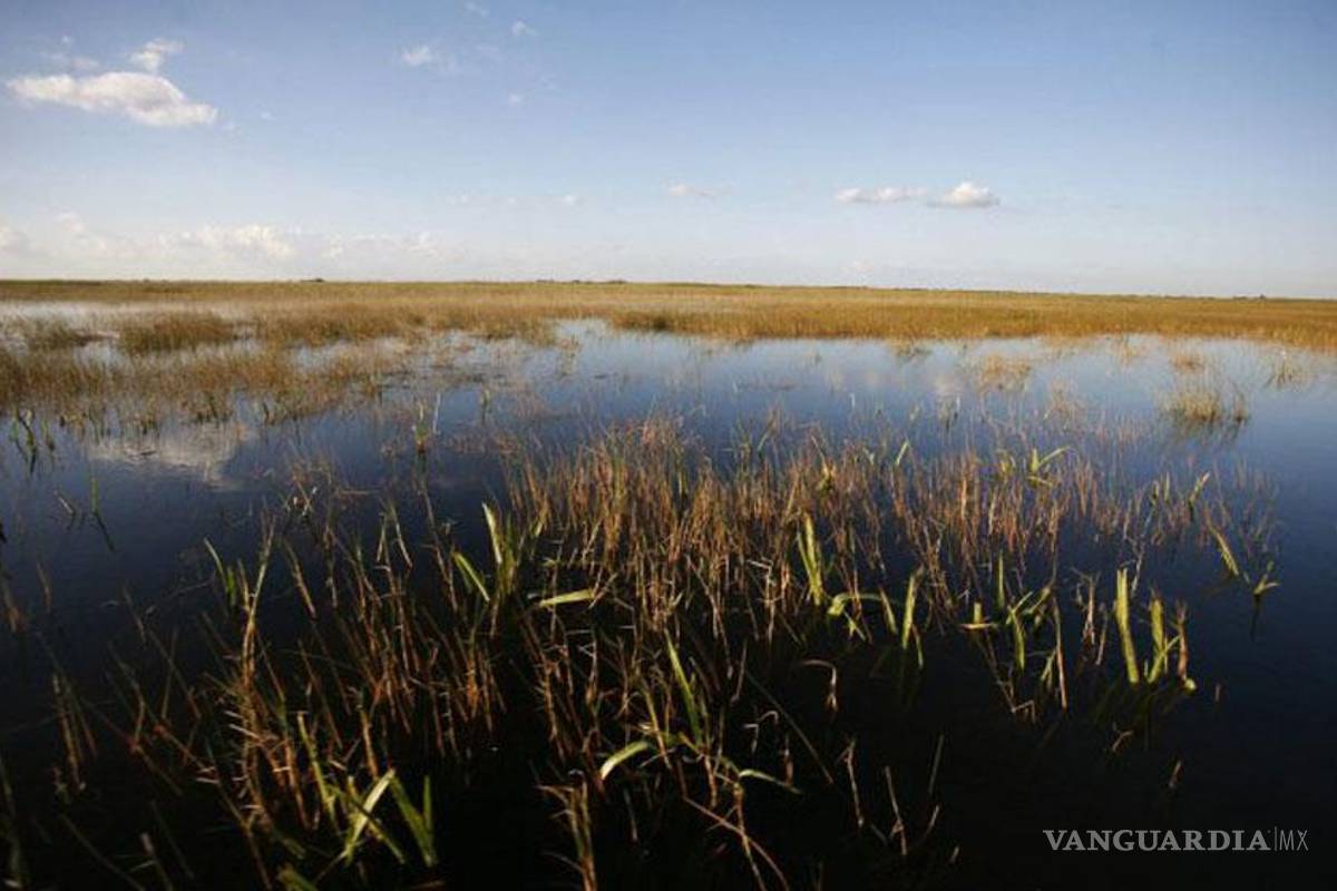 Amenazan con denunciar a EU por poner en peligro a un raro gorrión