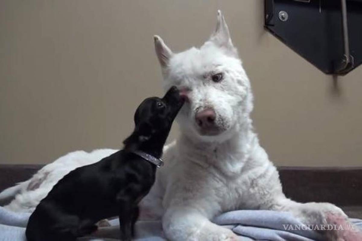 El rescate de Miley, la husky que vivía en el basurero