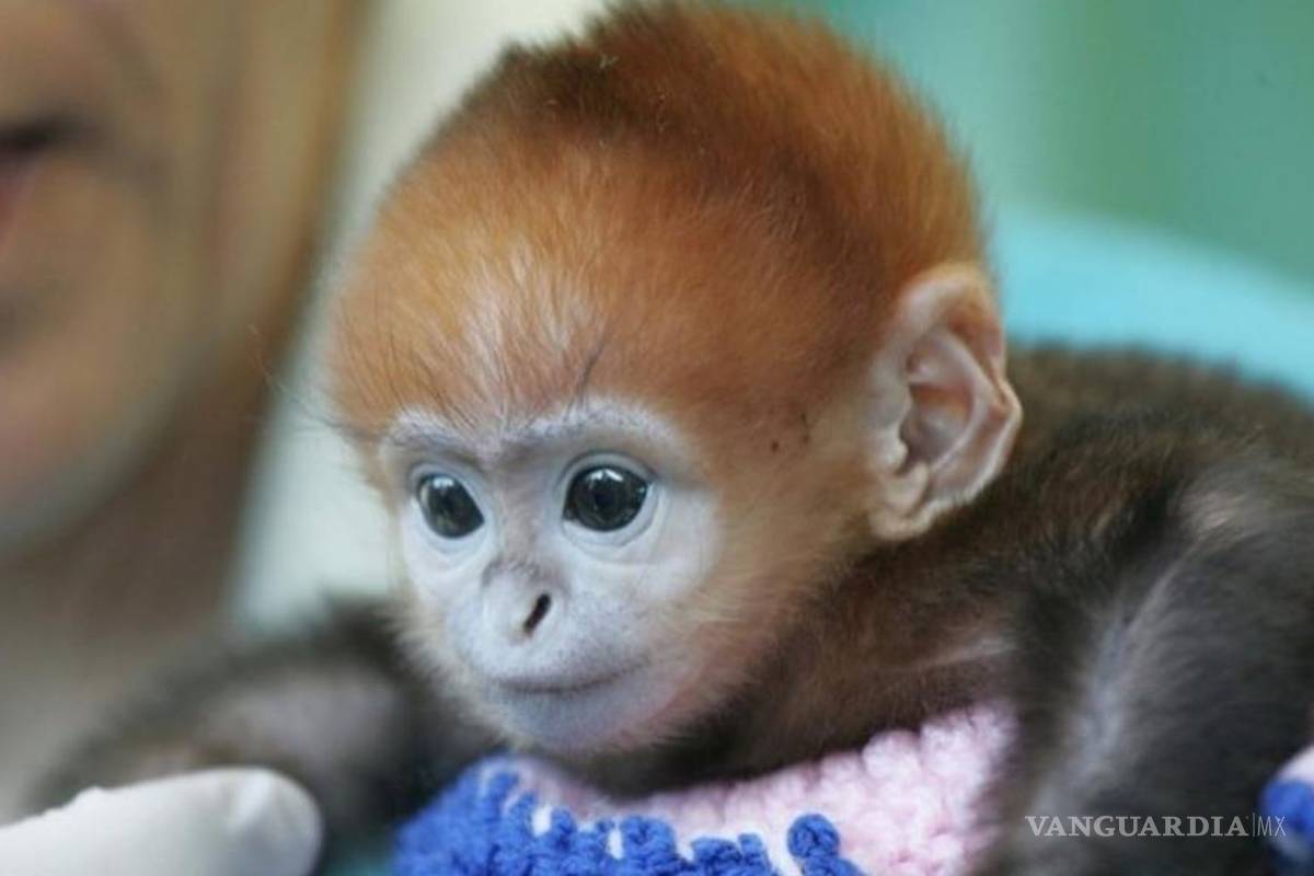 Denuncia PETA en video experimentos 'crueles' en monos bebés