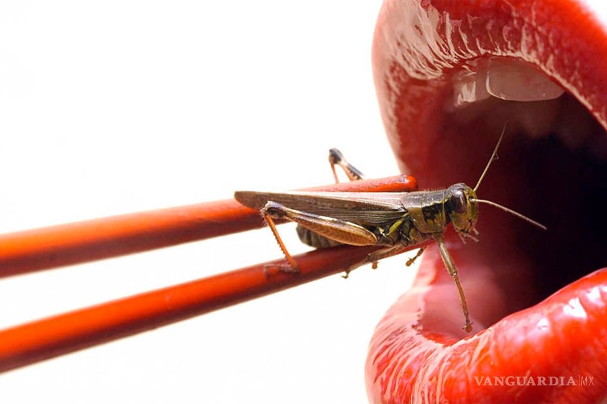Insectos, ¿la comida del futuro?