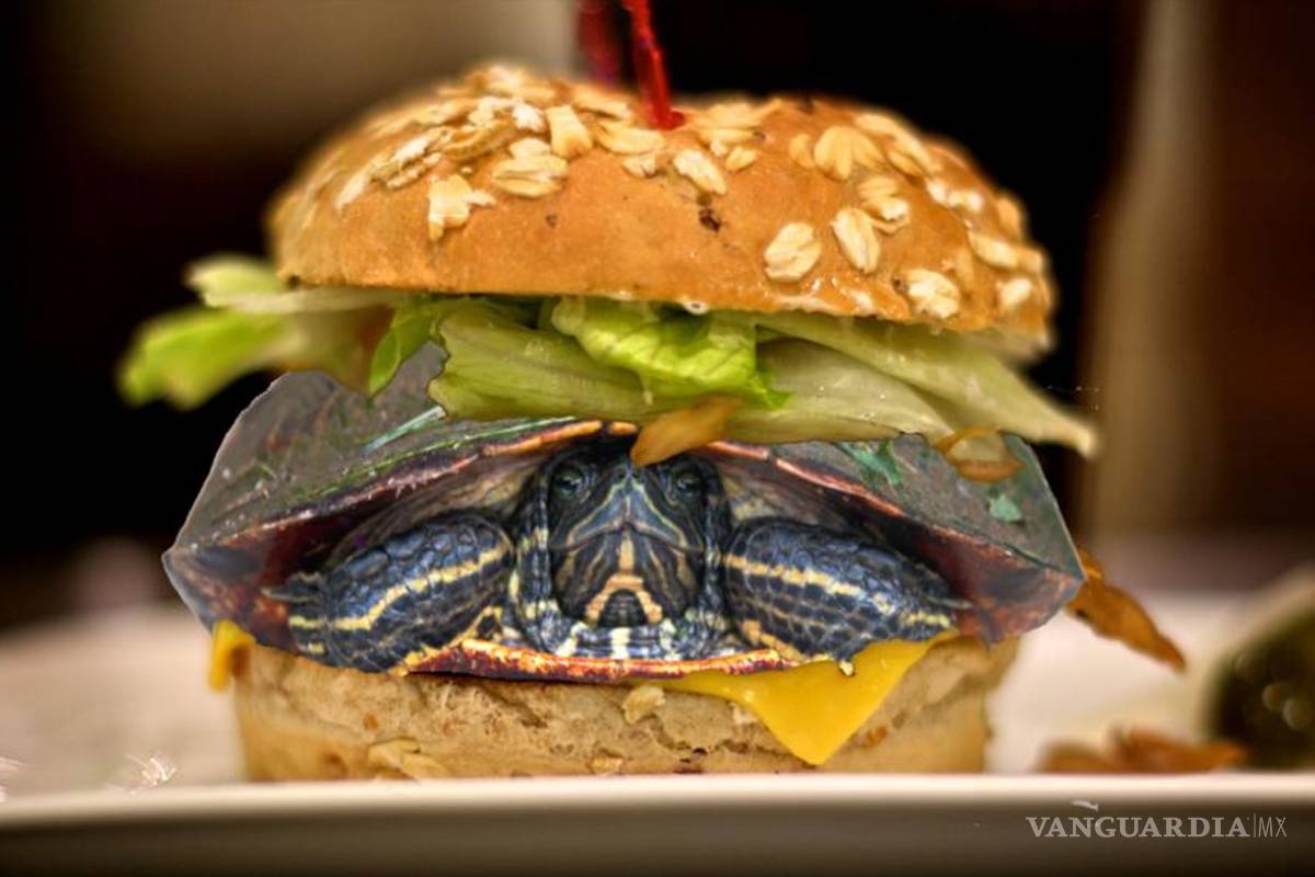 'Disfraza' a su tortuga de hamburguesa para poder pasarla a avión