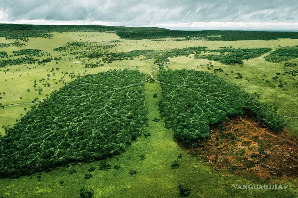 La humanidad ya ha destruido la mitad de todos los árboles del planeta