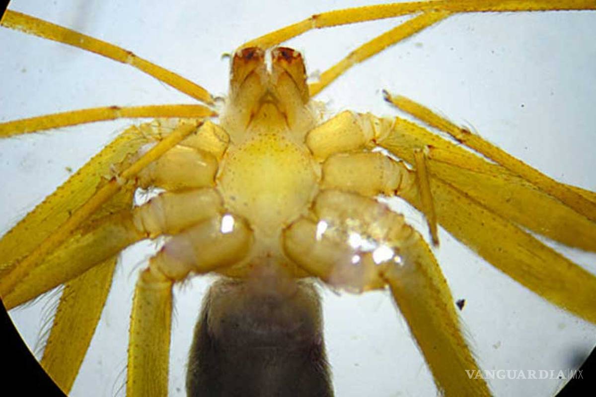 La araña violinista en el tejado (de una cantina)