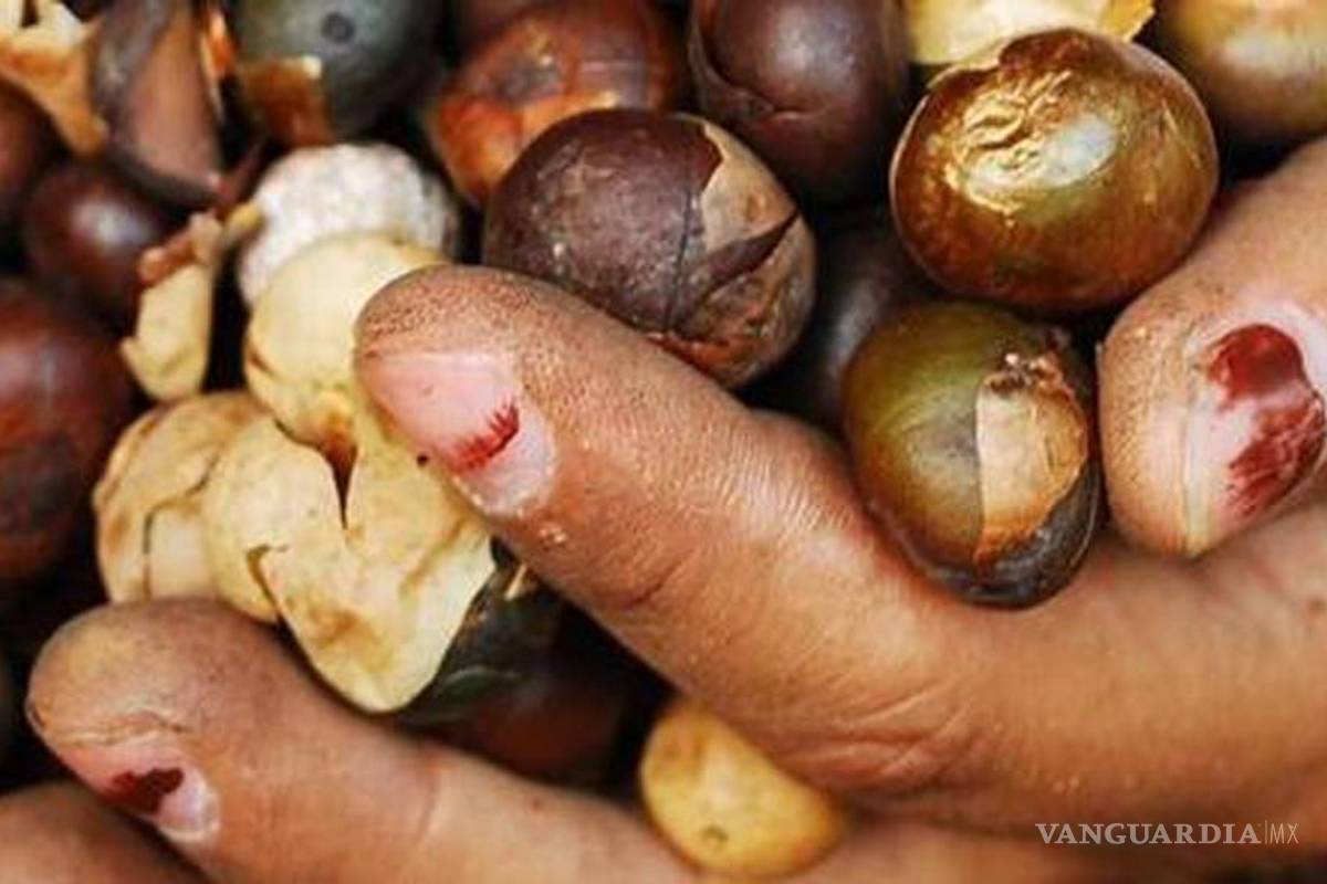 "Arbol ramón, opción viable de alimentación"