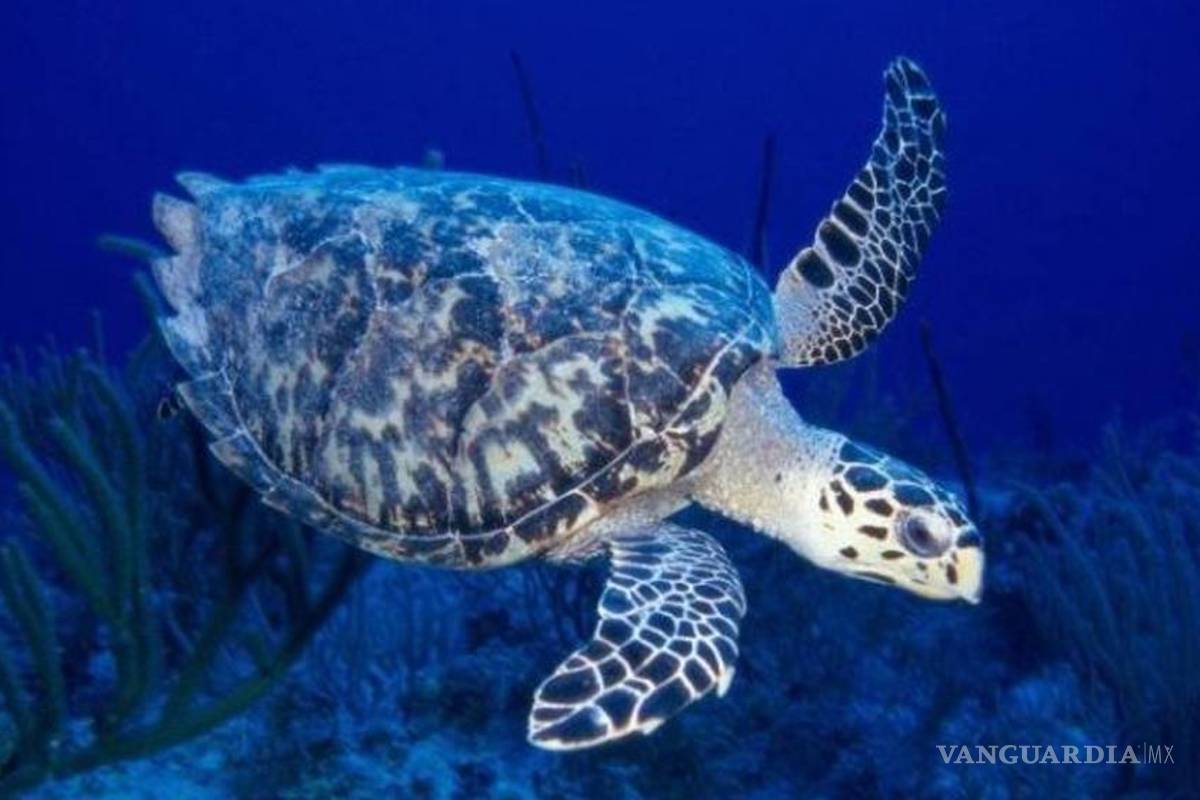 Evalúa EU sanciones económicas a México por muerte de tortugas caguamas en BCS