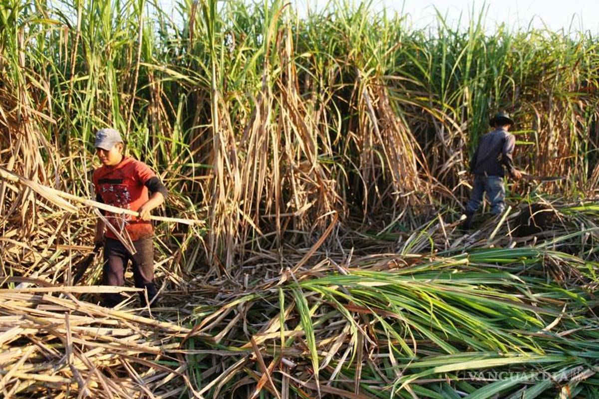 Cañeros, preocupados por aranceles al azúcar