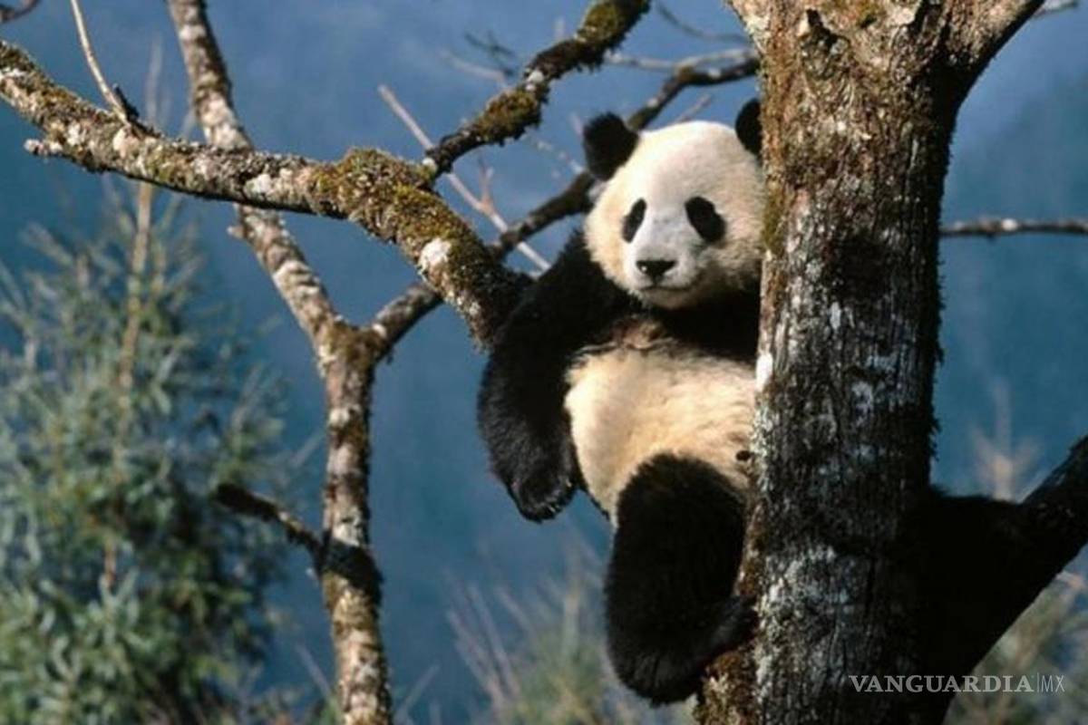 El planeta está al borde de gran extinción, revela estudio