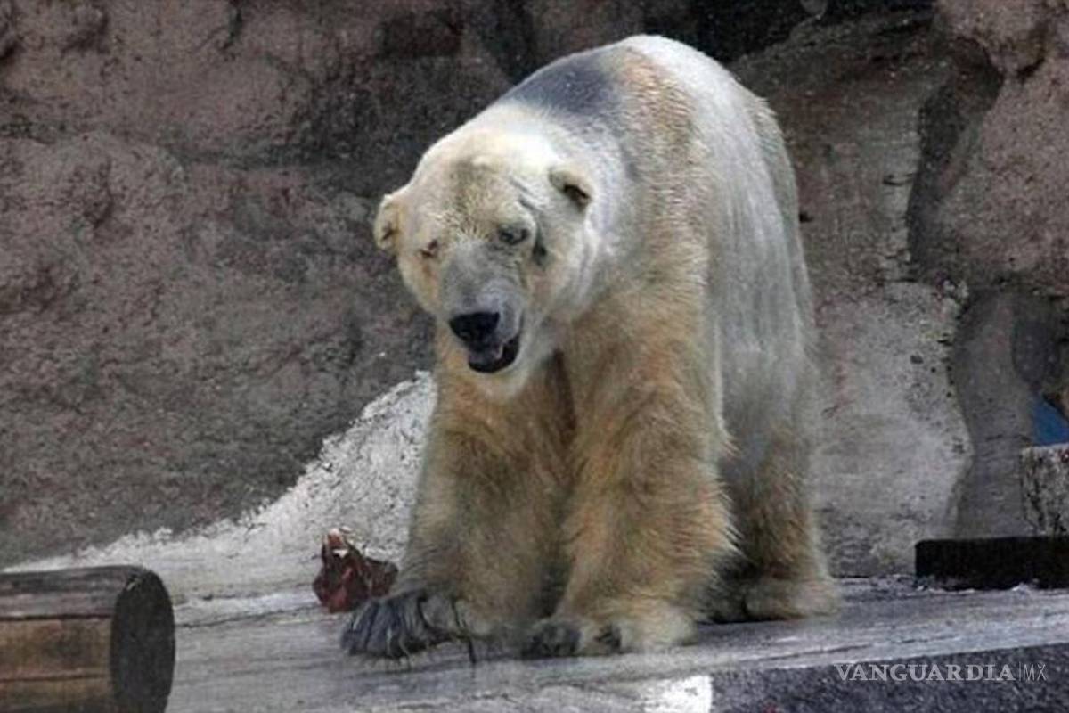 La triste historia de 'Arturo', un oso polar que vive deprimido tras la pérdida de su amigo