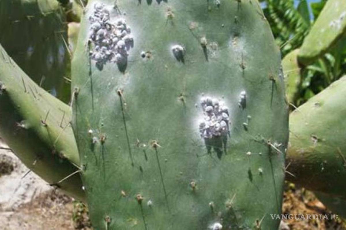 Desarrollan bioinsecticida que elimina plaga que afecta cultivos de nopal
