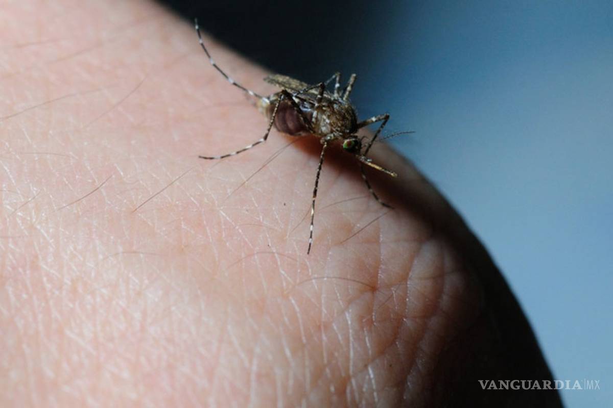 Zika permanece en el semen hasta dos meses: científicos