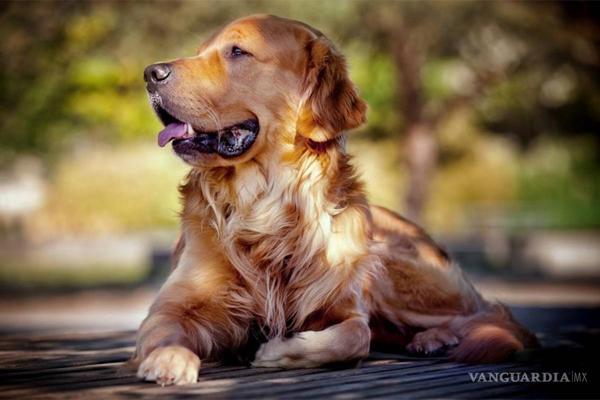Echan atrás en Nuevo León iniciativa de cortar cuerdas vocales a perros