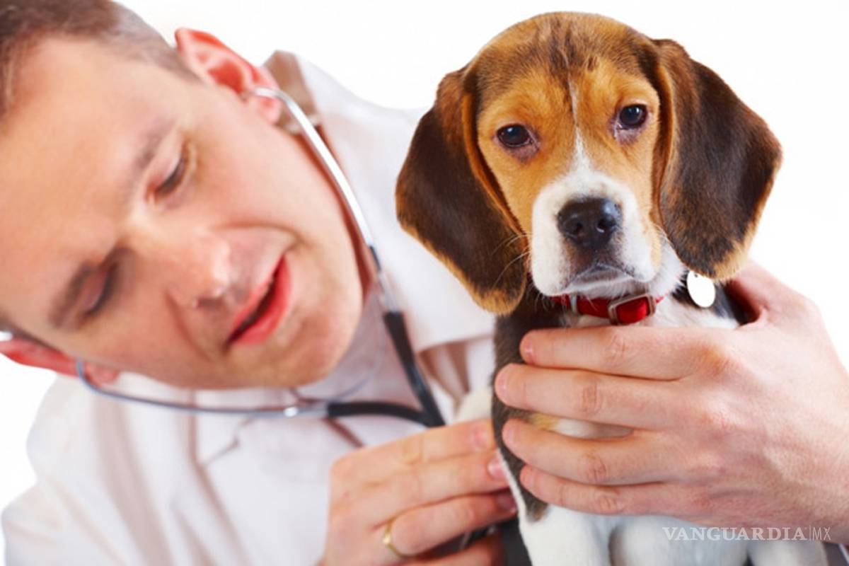 Son pocos los mexicanos que llevan a sus mascotas al veterinario