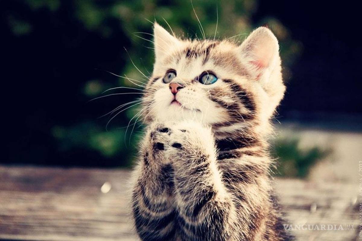 Sobre los gatos, 10 mitos que deberías saber