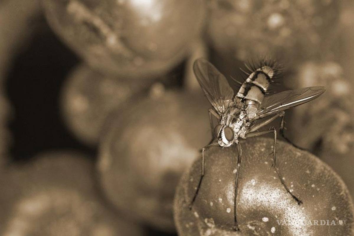 Utilizan satélites para diagnosticar plagas en cultivos