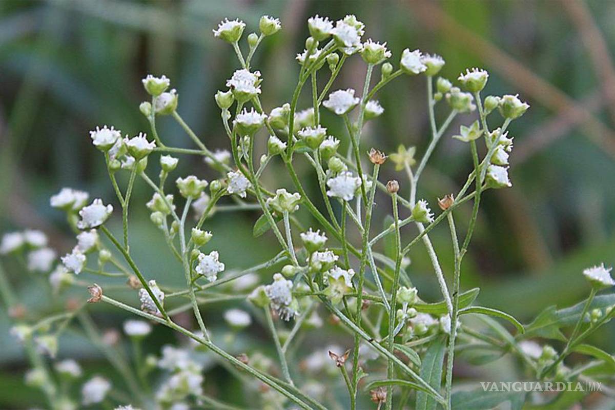 El guayule y el cuachalalate, con propiedades anticancerígenas