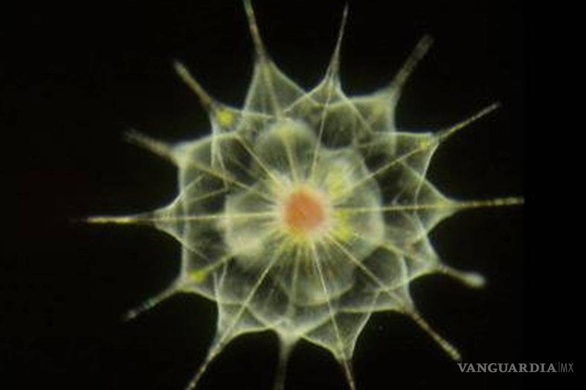 Organismos unicelulares poseen genes que se consideraban exclusivamente animales