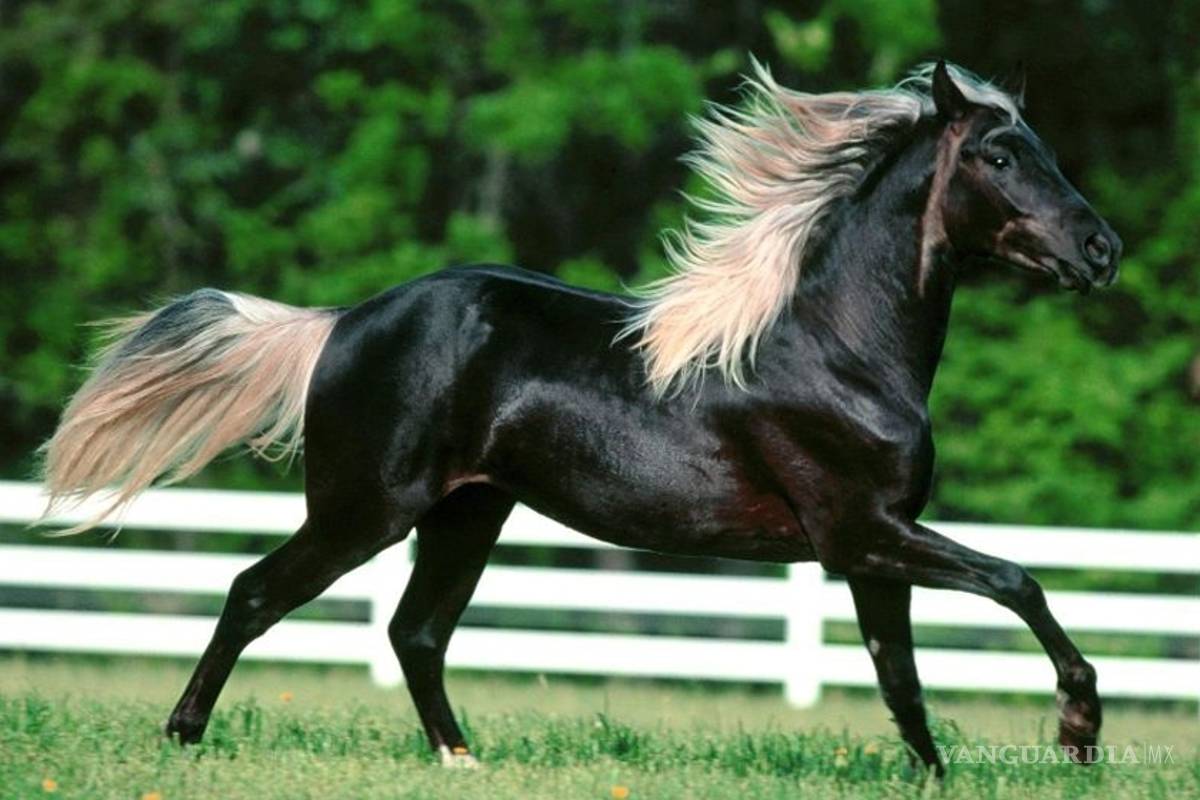 Cría de caballos de salto, la nueva apuesta de Cuba