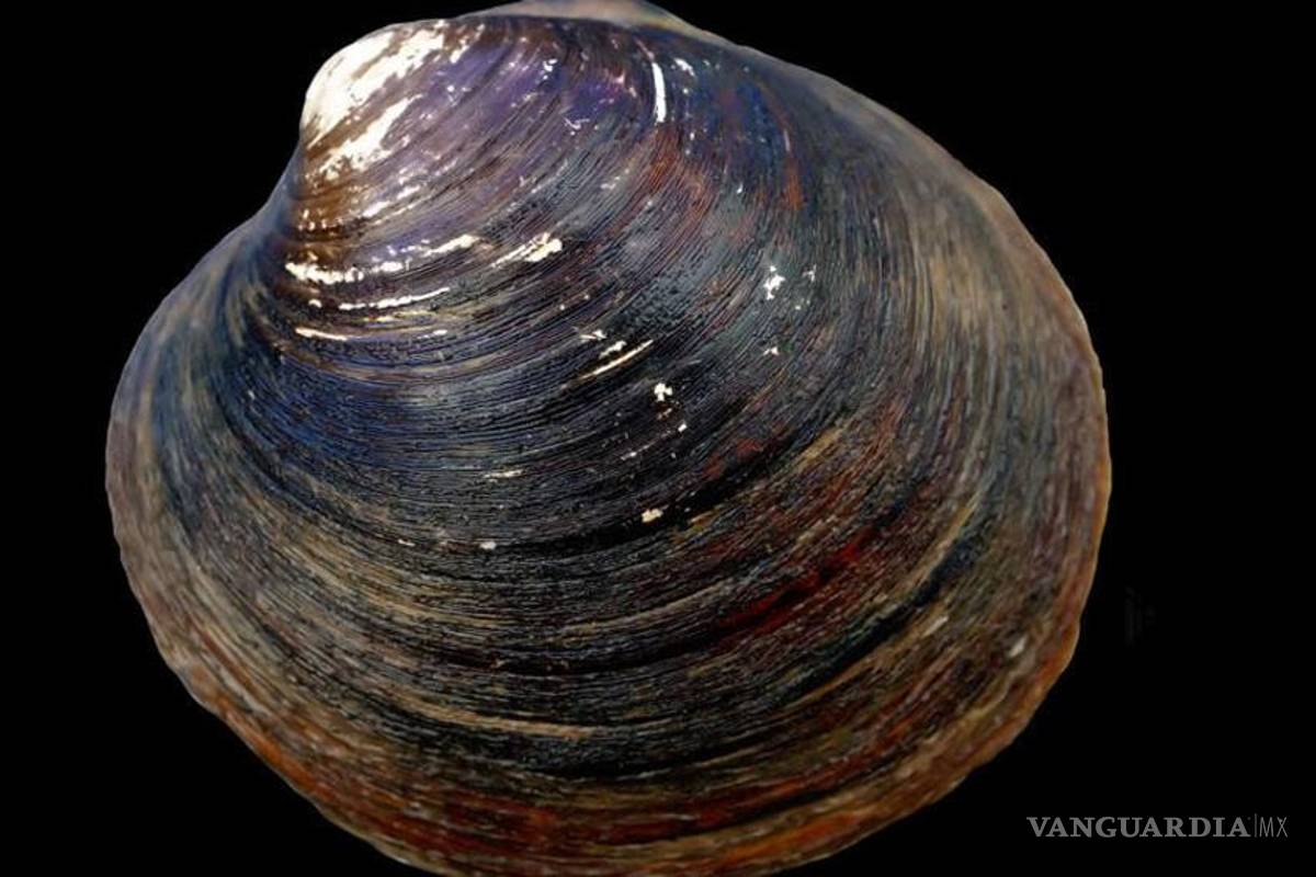 Error hace que muera "Ming', la almeja de 507 años de edad