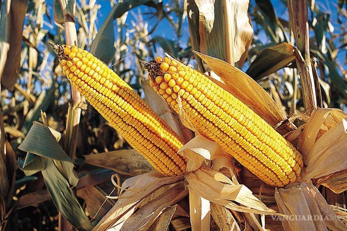 El 25 de mayo la gran marcha internacional contra Monsanto se replicará en 36 países