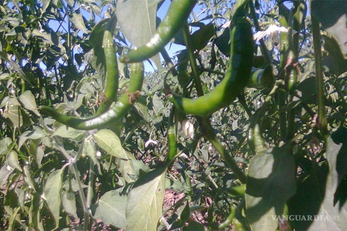 Desarrollan modelo para autosuficiencia alimentaria, sustentable y sin transgénicos