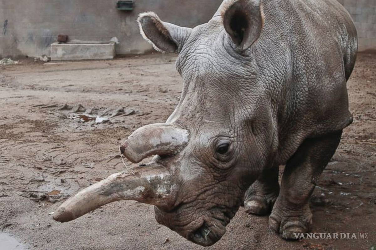 Muere rinoceronte blanco en EU; sólo quedan tres en el mundo