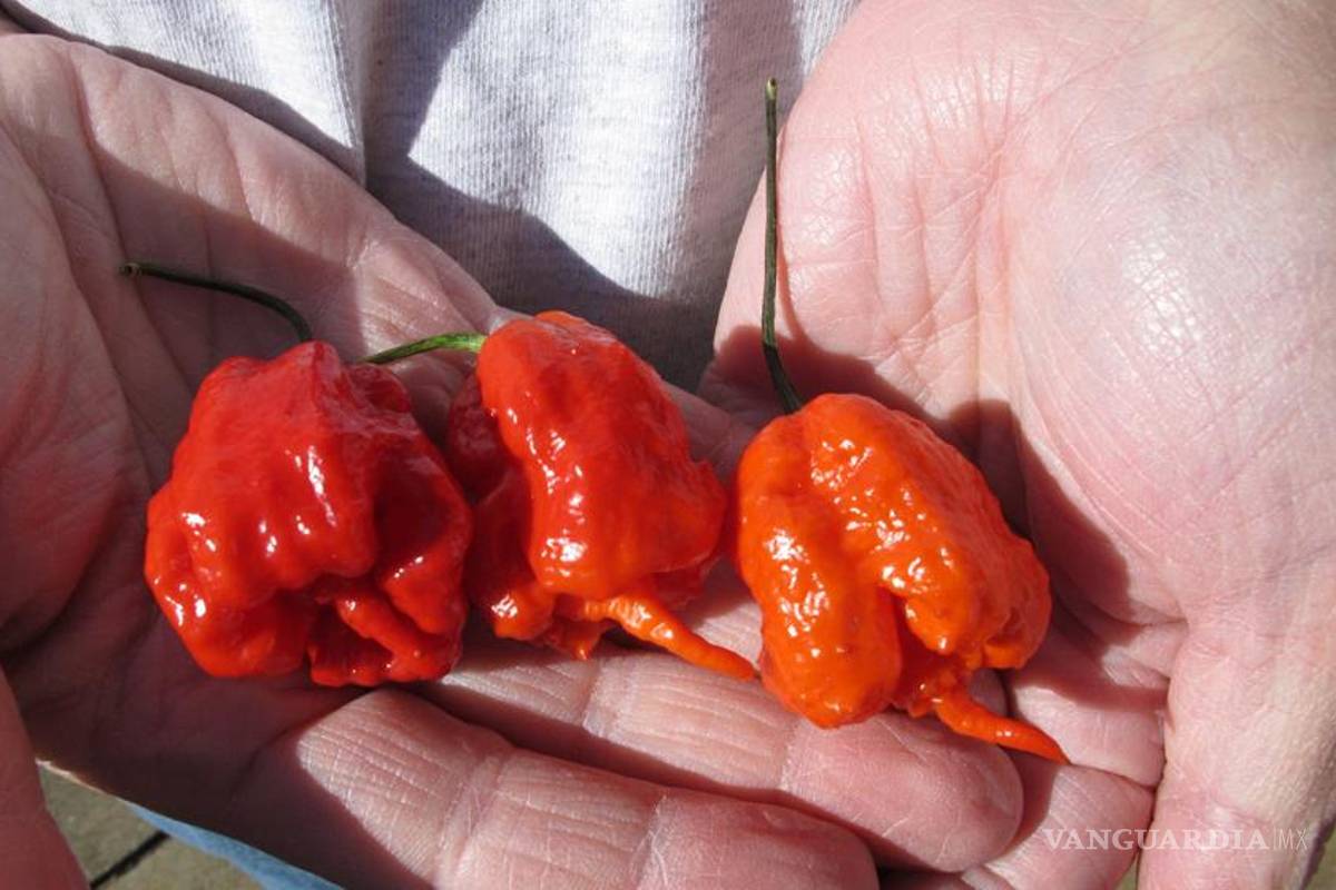 Tiene EU el chile más picante del mundo