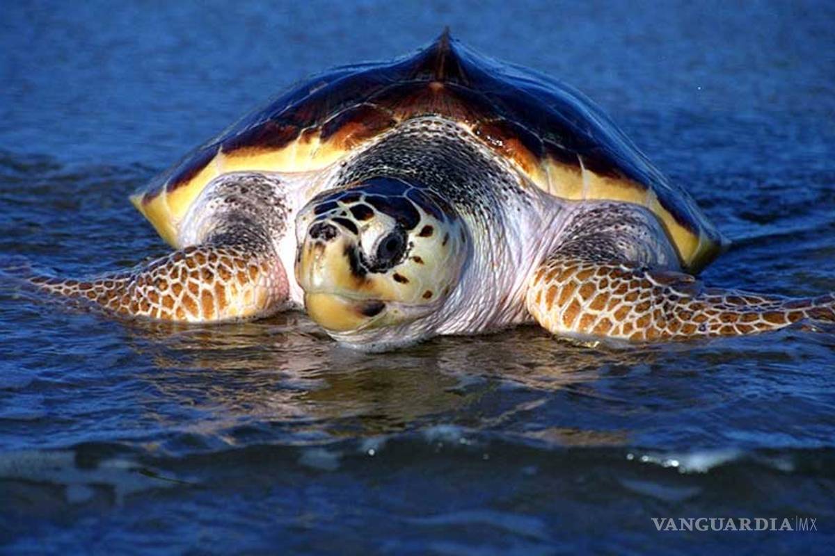 Descubren el origen del caparazón de las tortugas