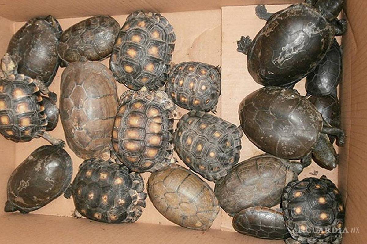 PGR asegura 103 reptiles en el AICM; iban para Japón