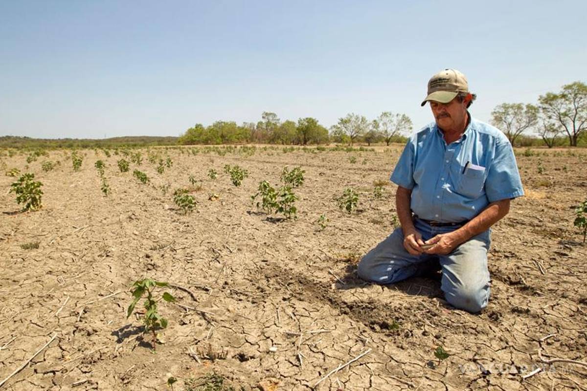 Este año no habrá tanta sequía en el campo de Coahuila: Seder
