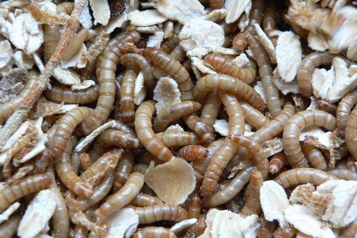 Un gusano, la clave para combatir la contaminación plástica