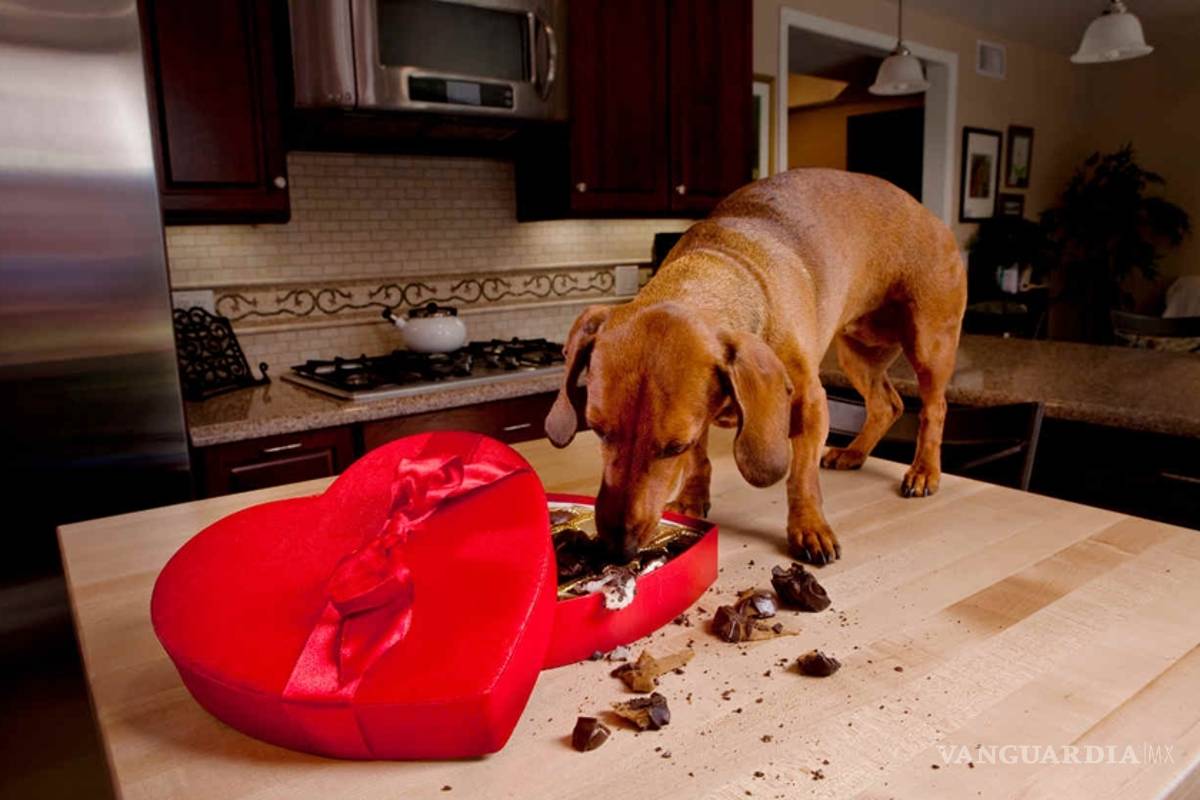 5 alimentos sanos que harán enfermar a tus mascotas