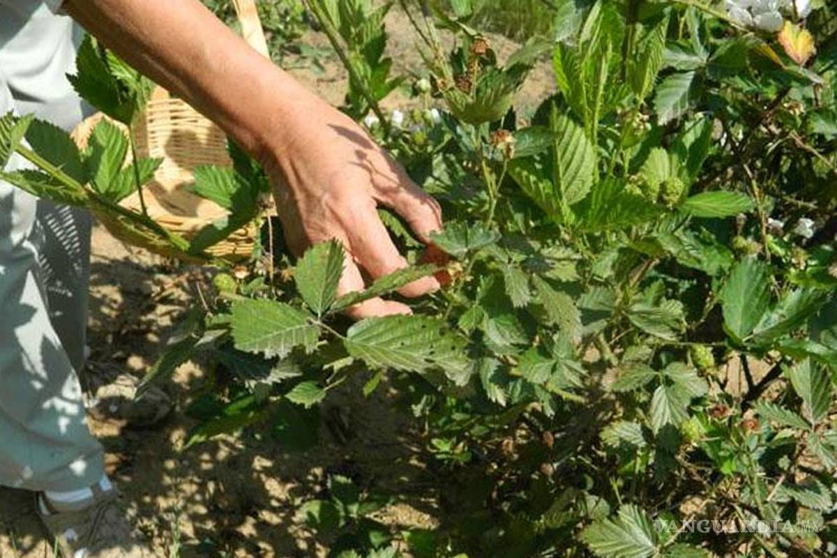 México, sin política de protección de recursos naturales: experto