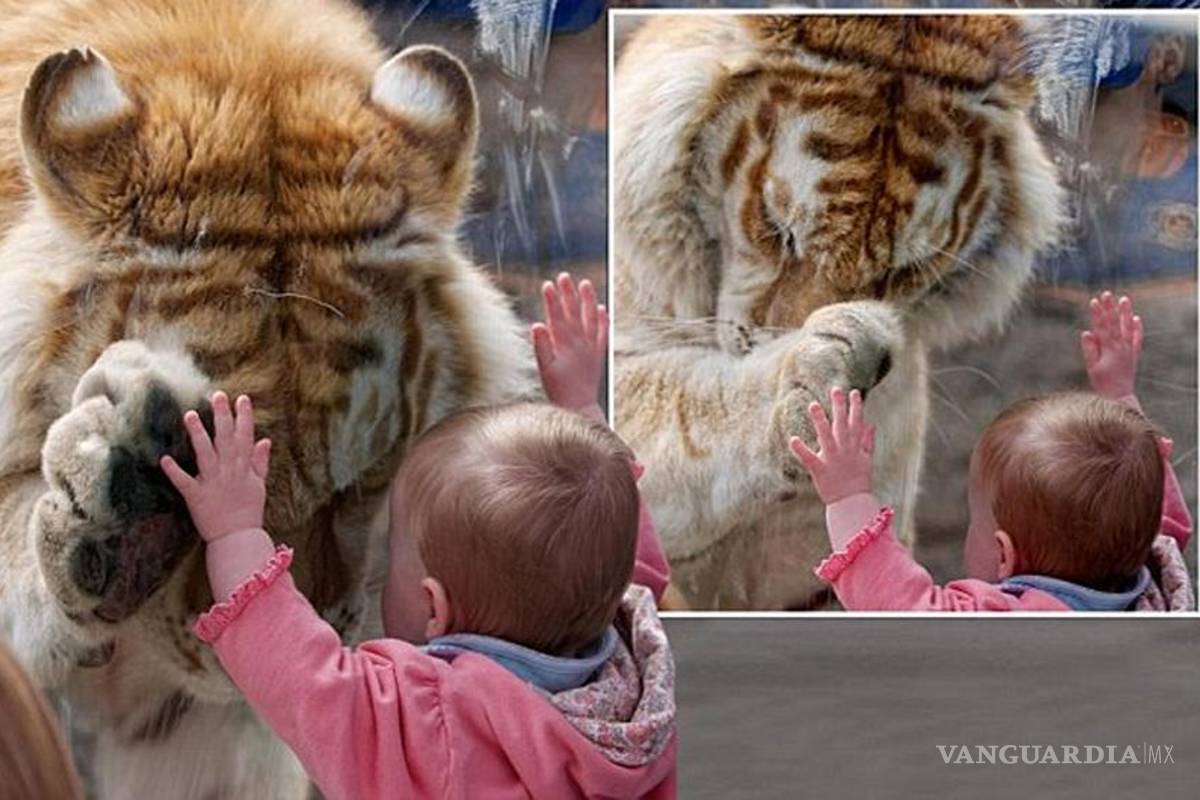 El cristal que divierte a niños y engaña a animales en el zoológico