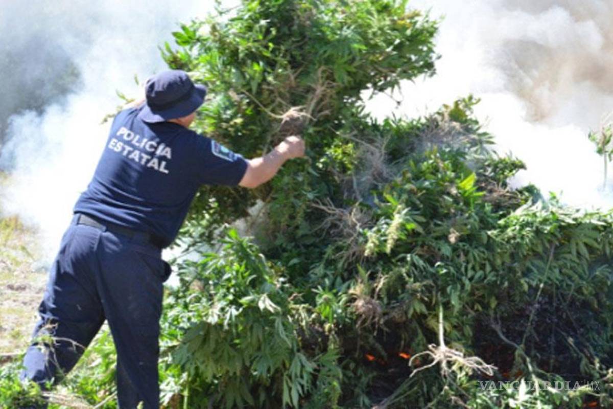 Incineran 16 toneladas de mariguana en Chihuahua